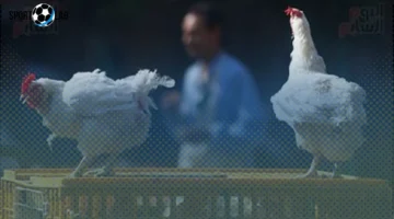 أسعار الدواجن اليوم في الغربية: تفاصيل أسعار الفراخ البلدي والمزارع